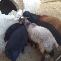 بره نر