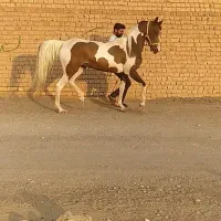 فروش مادیان سواری