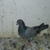 یک جفت 2 خط و 2 رگ