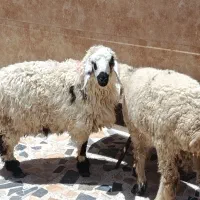 گوسفند نر  وطنی