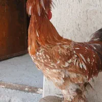 خروس