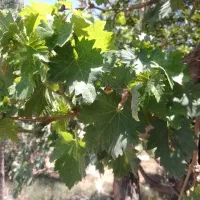 آبغوره ملایر