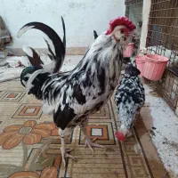 مرغ و خروس گلین(پاوه)