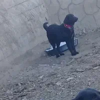 توله لاس گله ی