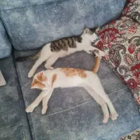 دو بچه گربه نر حدود ۴ ماهه