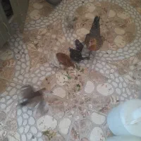 یک عدد مرغ با ۹ جوجه سه ماهه