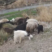 گوسفند بره بز میش شیشک کشتاری نسل کشی