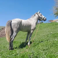 اسب سواری باری