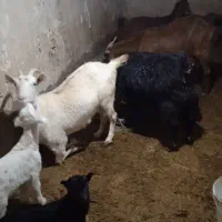 شیر بز