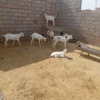 بز و بزغاله سانن