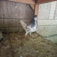 کفتر ماده یال سبز گل دار