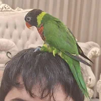 گمشده