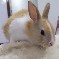 خرگوش نر