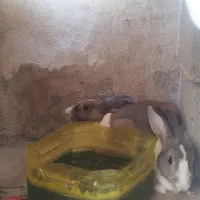 فروش خرگوش نر وماده