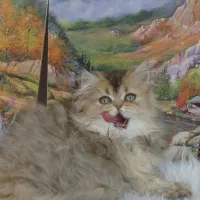 بریتیش گلد لانگ هیر ماده
