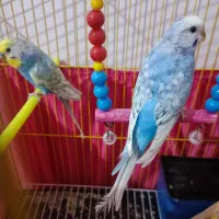 یک جفت مرغ عشق