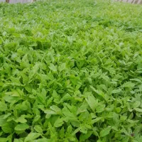 انواع نهال با قیمت مناسب