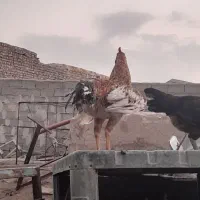 خروس لاری