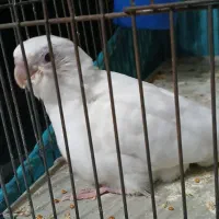 جوجه عروس هلندی آلبینو سرلاکی