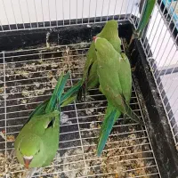 جوجه طوطی ملنگو