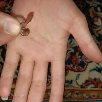 تسبی|صنایع دستی و سایر لوازم تزئینی|تایباد, |دیوار