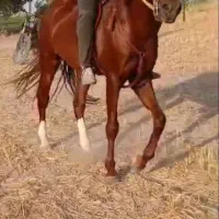 اسب اصیل درجه یک
