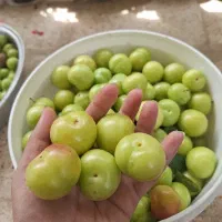 آلوچه قندی شیرین