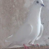 کبوتر|پرنده|میبد, |دیوار
