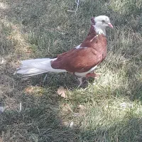 کبوتر پرشی
