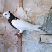کفتر طوقی و کلاغ جوجه