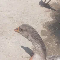 بوقلمون وغاز