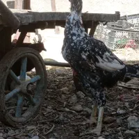 مرغ اشامو