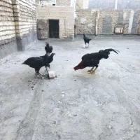 مرغ و خروس لاری