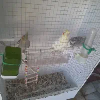 عروس هلندی