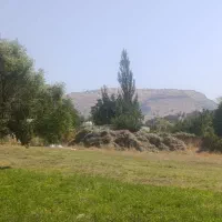 یونجه خالص دمچنار هادی آباد
