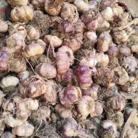 سیر مغان خیلی هم خوب برای خوردن