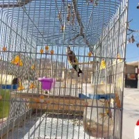 یک عدد سهره کرمونی