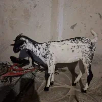 دو عدد کهره صلاصه فروشی