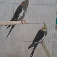 یک جفت عروس هلندی مولد و سه عدد جوجه