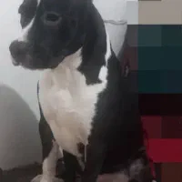 امریکن بولی/سیاه سفید