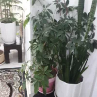 گل های زیبای آپارتمانی