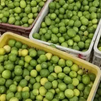 لیمو ترش درجه یک رودان