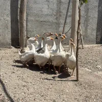 قو گاز اصل