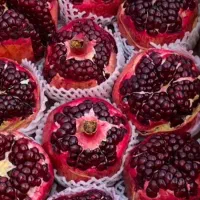 مشاوره تخصصی انار/ کاشت و برداشت /افزایش تناژ