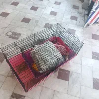 2 عدد قفس خرگوش خوکچه هندی سگ بچه گربه