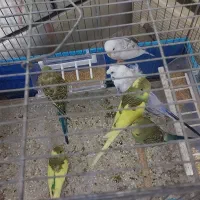 مرغ عشق پروانه ای