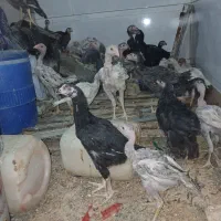 مرغ خوروس