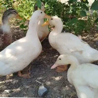 اردک خانگی