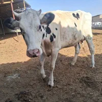 گاو و گوساله