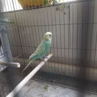 مرغ عشق رنگ خاص